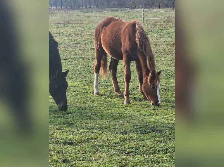 Niemiecki koń sportowy Klacz 3 lat Ciemnokasztanowata in Rehagen
