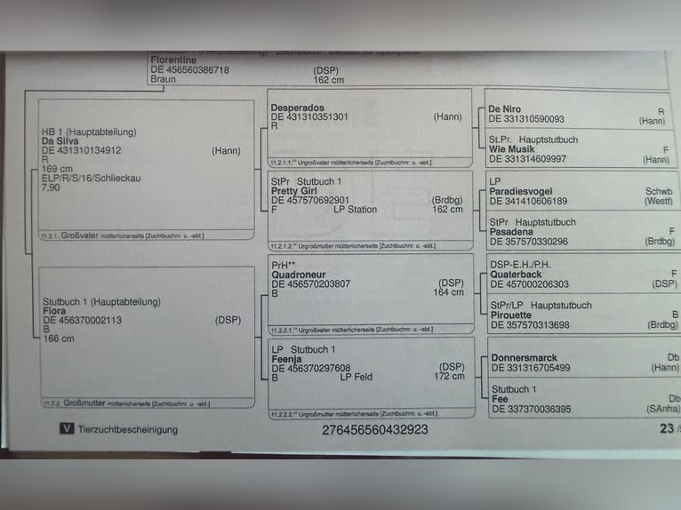 Niemiecki koń sportowy Klacz 3 lat Gniada in Oranienbaum Wörlitz