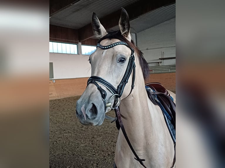 Niemiecki koń sportowy Klacz 4 lat 149 cm Bułana in Lippetal