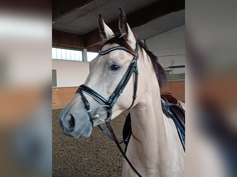 Niemiecki koń sportowy Klacz 4 lat 149 cm Bułana in Lippetal