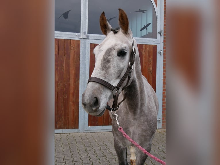 Niemiecki koń sportowy Klacz 4 lat 150 cm Siwa in Dorsten