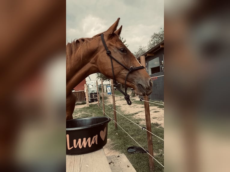 Niemiecki koń sportowy Mix Klacz 4 lat 155 cm Kasztanowata in Pirna