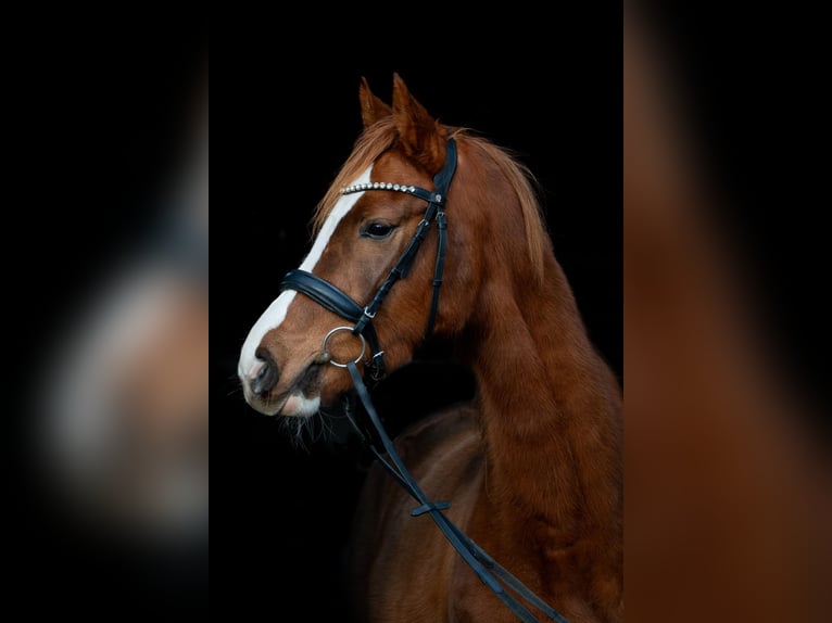 Niemiecki koń sportowy Klacz 4 lat 158 cm Ciemnokasztanowata in Rehagen