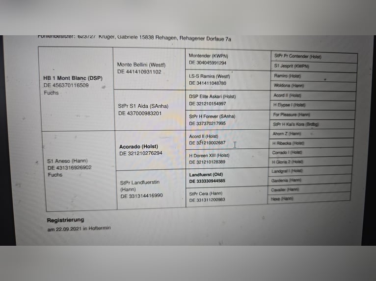 Niemiecki koń sportowy Klacz 4 lat 158 cm Ciemnokasztanowata in Rehagen