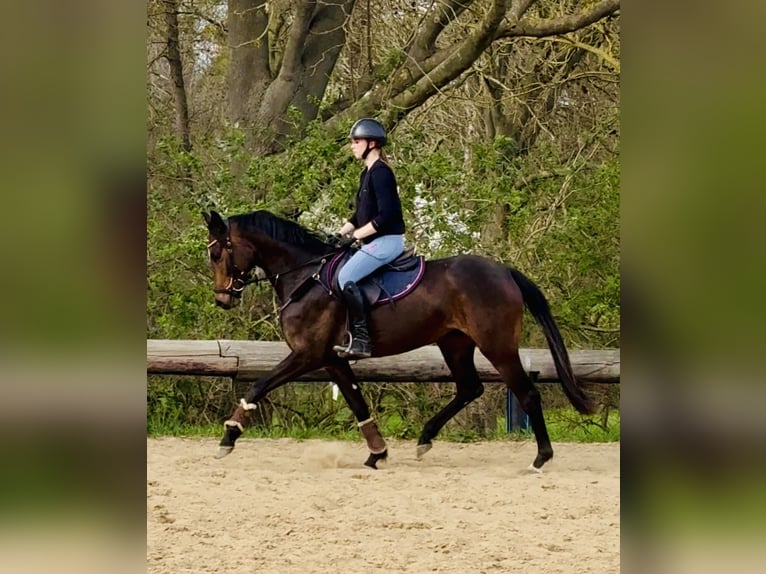 Niemiecki koń sportowy Klacz 4 lat 159 cm Ciemnogniada in Wahlitz