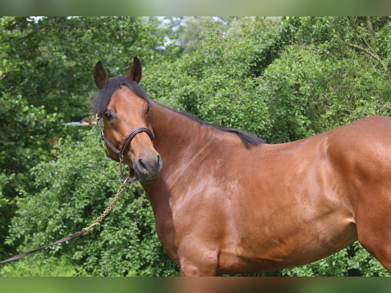 Niemiecki koń sportowy Klacz 4 lat 160 cm Gniada in Erharting