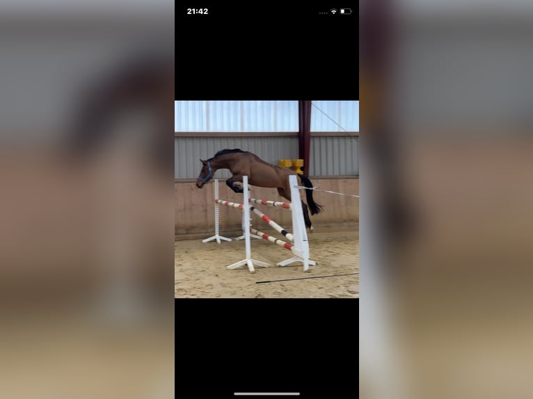 Niemiecki koń sportowy Klacz 4 lat 160 cm Gniada in Kellinghusen