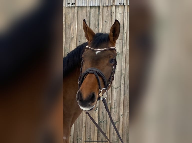 Niemiecki koń sportowy Klacz 4 lat 160 cm Gniada in Kellinghusen