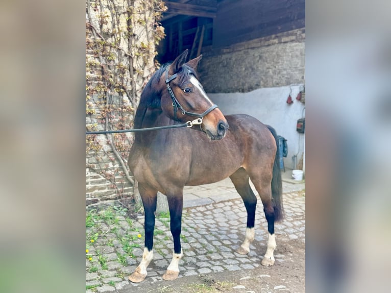 Niemiecki koń sportowy Klacz 4 lat 160 cm Gniada in Neuwied