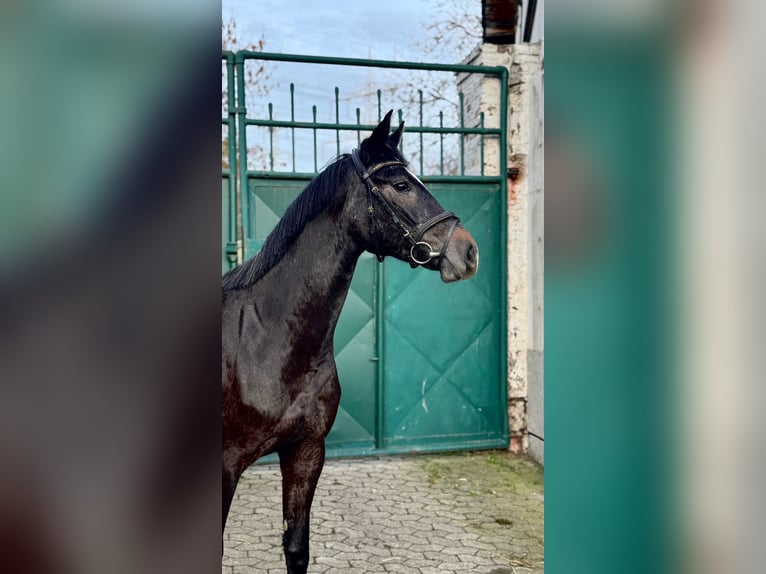 Niemiecki koń sportowy Klacz 4 lat 160 cm Karosiwa in Dormagen