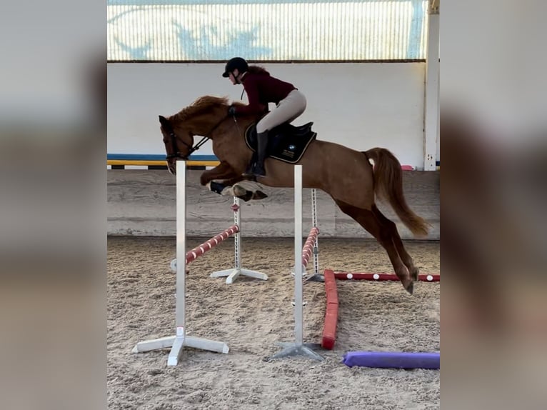 Niemiecki koń sportowy Klacz 4 lat 160 cm Kasztanowata in Walldorf
