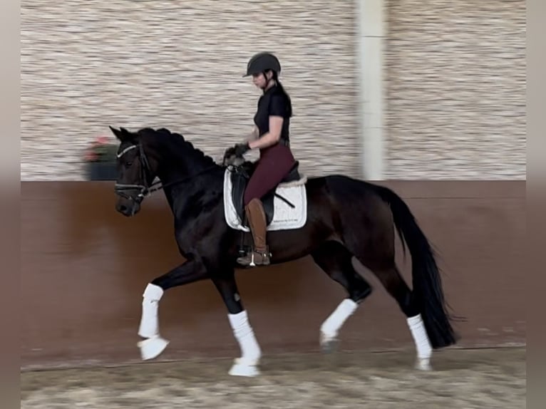 Niemiecki koń sportowy Klacz 4 lat 162 cm Ciemnogniada in Wehringen