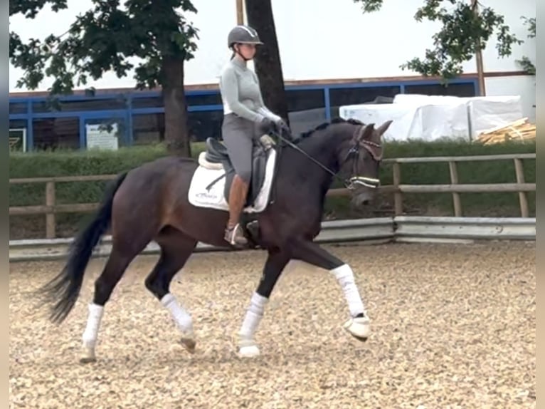 Niemiecki koń sportowy Klacz 4 lat 162 cm Ciemnogniada in Wehringen