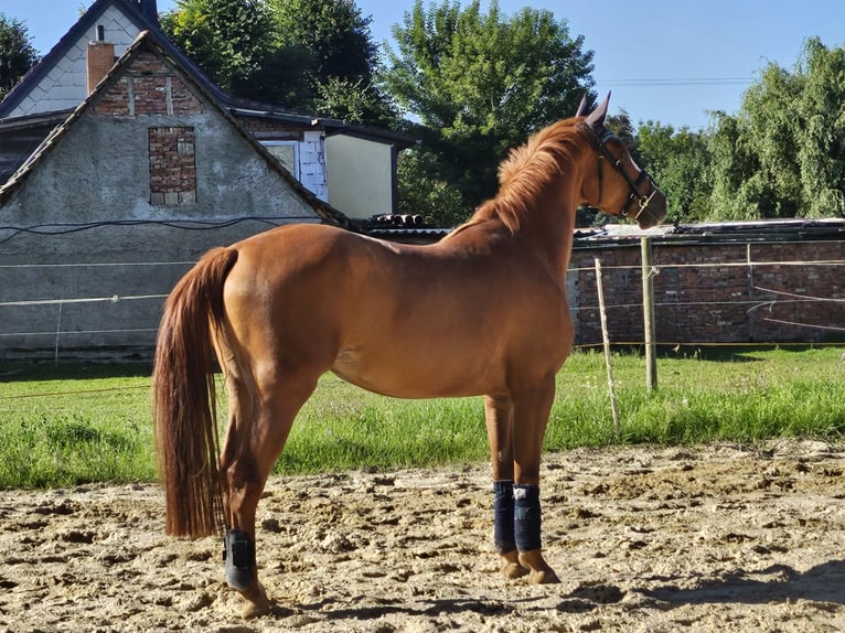 Niemiecki koń sportowy Klacz 4 lat 162 cm Kasztanowata in Bleicherode
