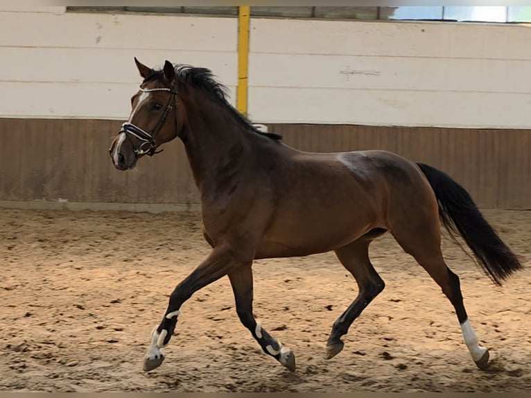 Niemiecki koń sportowy Klacz 4 lat 163 cm Ciemnogniada in Braunschweig