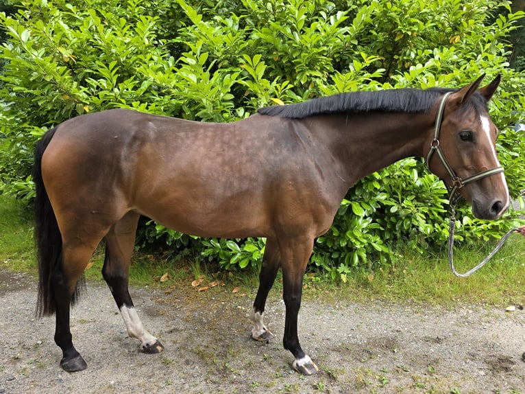 Niemiecki koń sportowy Klacz 4 lat 163 cm Ciemnogniada in Braunschweig