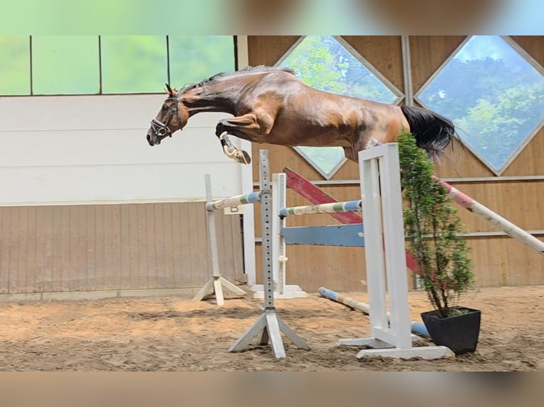 Niemiecki koń sportowy Klacz 4 lat 163 cm Ciemnogniada in Braunschweig