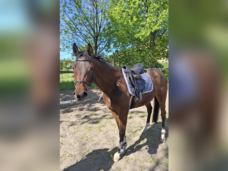 Niemiecki koń sportowy Klacz 4 lat 163 cm Gniada in Amtsberg