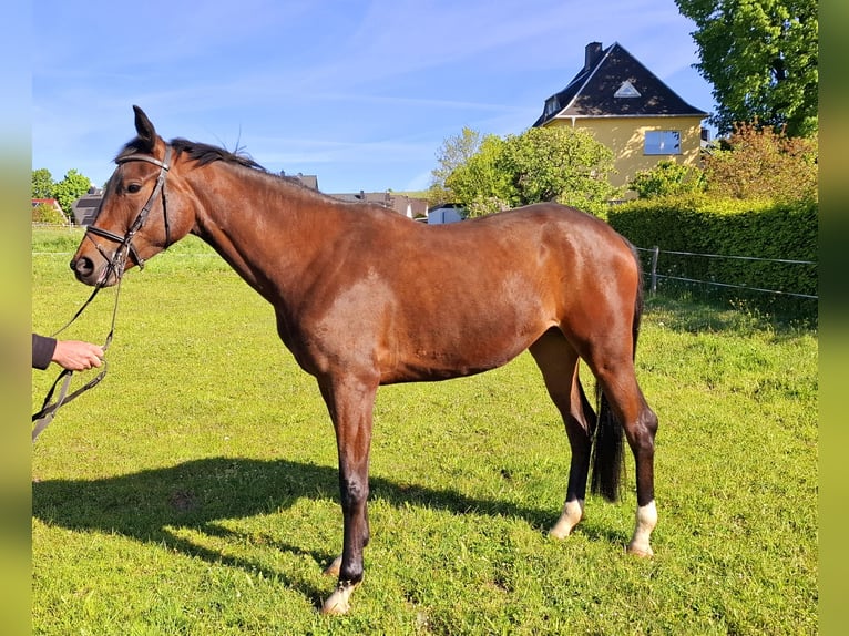 Niemiecki koń sportowy Klacz 4 lat 163 cm Gniada in Amtsberg