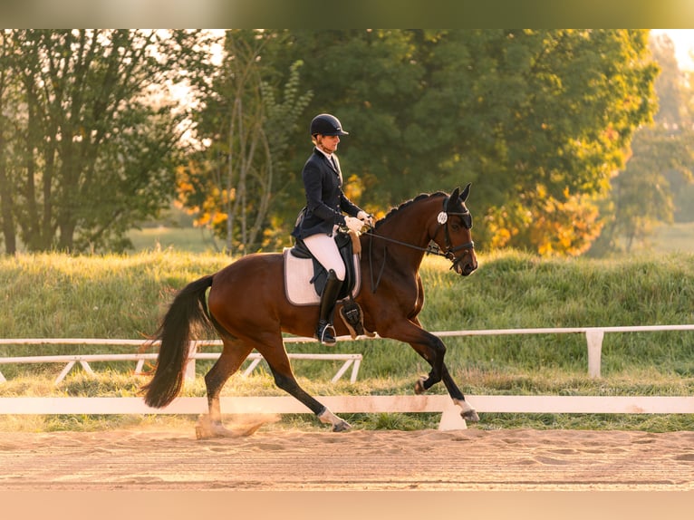 Niemiecki koń sportowy Klacz 4 lat 163 cm Gniada in Roßbach
