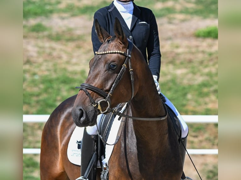 Niemiecki koń sportowy Klacz 4 lat 163 cm Gniada in Lonsee
