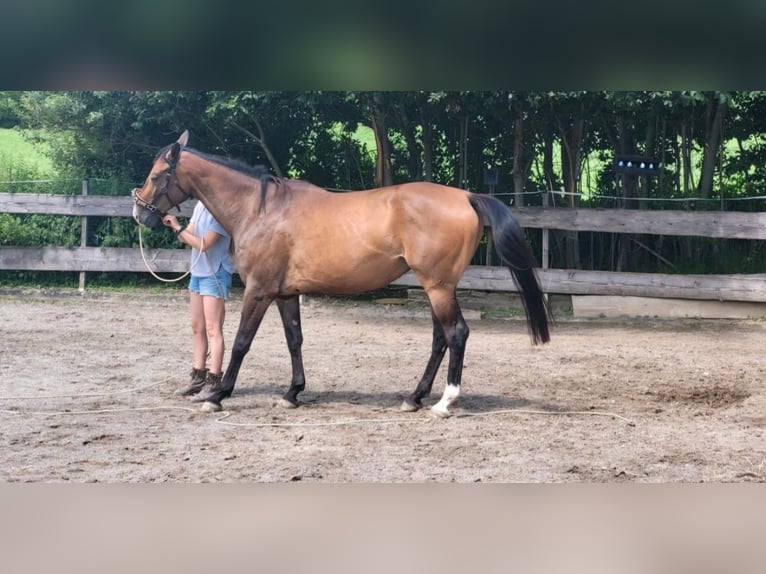 Niemiecki koń sportowy Klacz 4 lat 163 cm Jasnogniada in Stockach