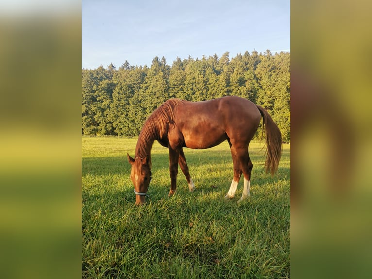 Niemiecki koń sportowy Klacz 4 lat 163 cm Kasztanowata in Sehnde