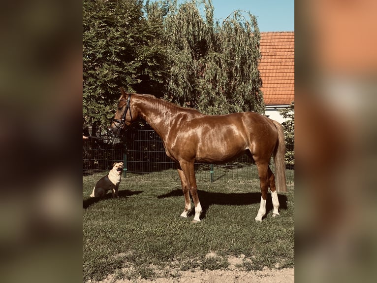 Niemiecki koń sportowy Klacz 4 lat 163 cm Kasztanowata in Elbe-PareyParey