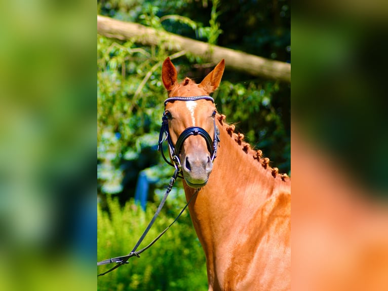 Niemiecki koń sportowy Klacz 4 lat 163 cm Kasztanowata in Rätzlingen