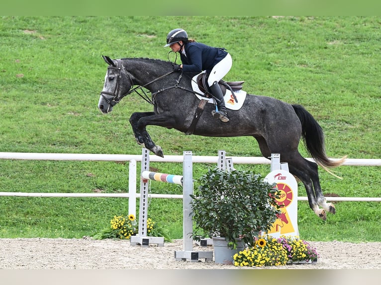 Niemiecki koń sportowy Klacz 4 lat 163 cm Siwa in Gomadingen