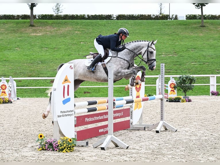 Niemiecki koń sportowy Klacz 4 lat 163 cm Siwa in Gomadingen