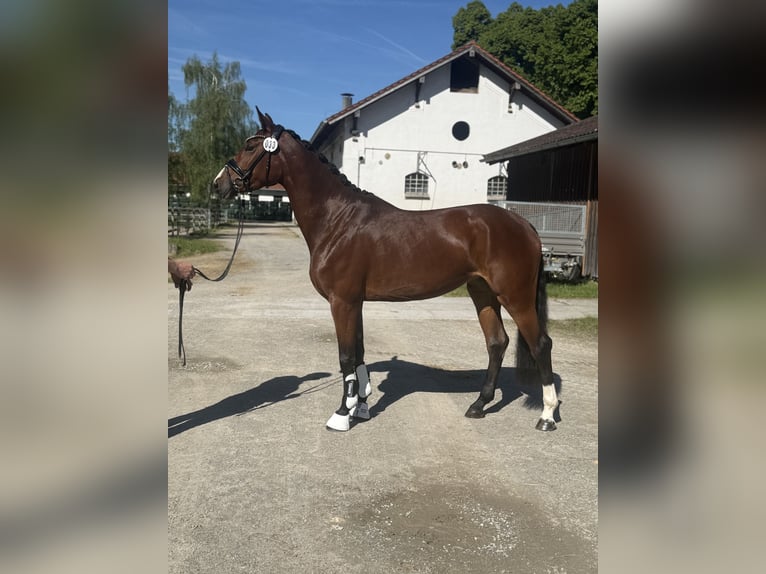 Niemiecki koń sportowy Klacz 4 lat 164 cm Gniada in Aitrang