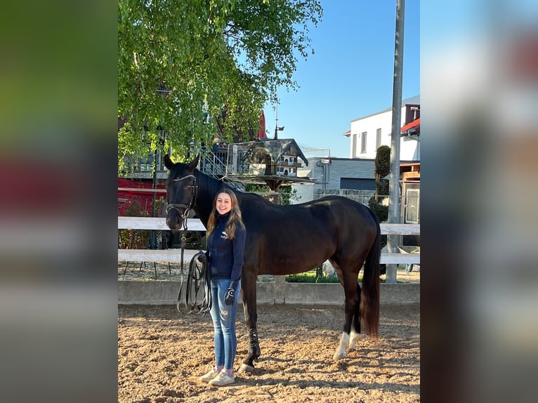 Niemiecki koń sportowy Klacz 4 lat 164 cm Kara in Jagstzell