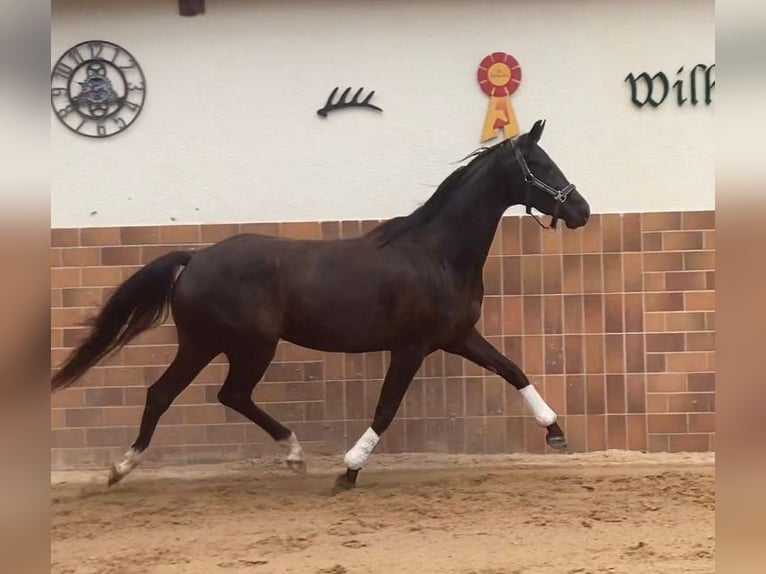 Niemiecki koń sportowy Klacz 4 lat 164 cm Kara in Jagstzell