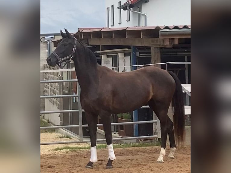 Niemiecki koń sportowy Klacz 4 lat 164 cm Kara in Jagstzell