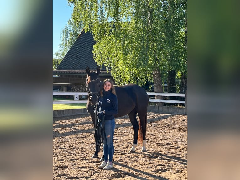 Niemiecki koń sportowy Klacz 4 lat 164 cm Kara in Jagstzell