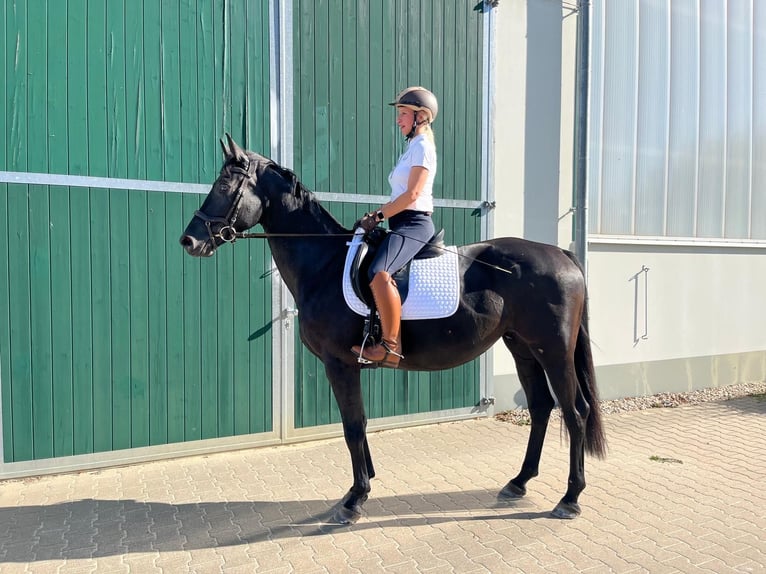 Niemiecki koń sportowy Klacz 4 lat 164 cm Kara in Saara