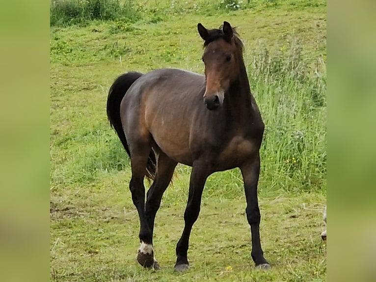 Niemiecki koń sportowy Klacz 4 lat 164 cm Skarogniada in Selters