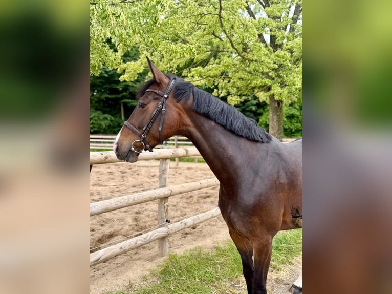 Niemiecki koń sportowy Klacz 4 lat 165 cm Ciemnogniada in Grevenbroich