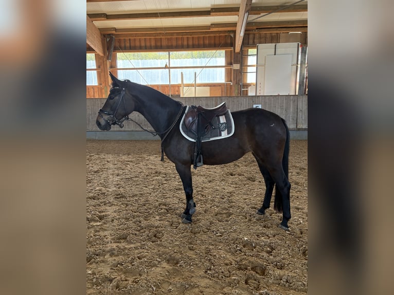Niemiecki koń sportowy Klacz 4 lat 165 cm Ciemnogniada in Bopfingen