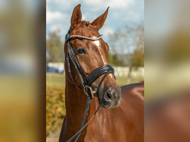Niemiecki koń sportowy Klacz 4 lat 165 cm Ciemnokasztanowata in Gomadingen
