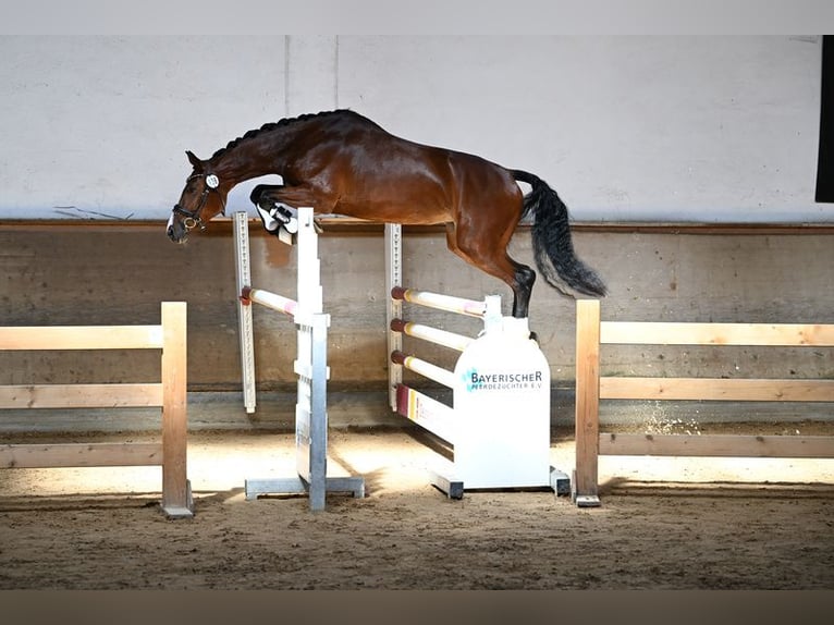 Niemiecki koń sportowy Klacz 4 lat 165 cm Gniada in Aitrang