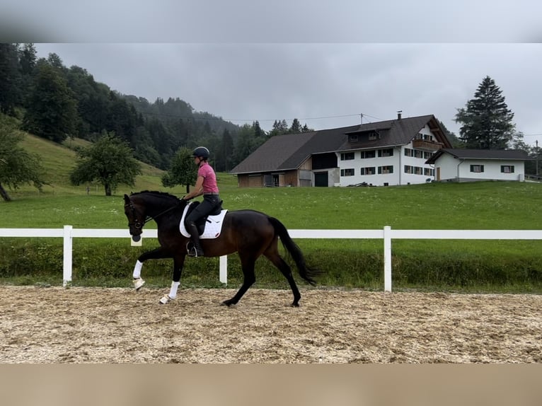 Niemiecki koń sportowy Klacz 4 lat 165 cm Gniada in Buchloe