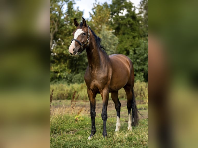 Niemiecki koń sportowy Klacz 4 lat 165 cm Gniada in Leeuwarden