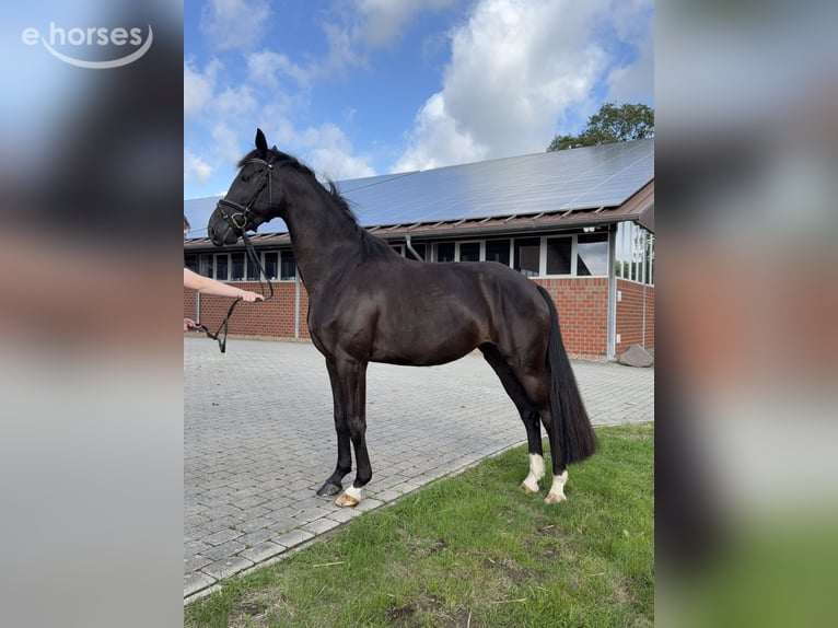 Niemiecki koń sportowy Klacz 4 lat 165 cm Kara in Tornesch