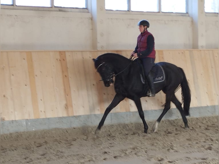 Niemiecki koń sportowy Klacz 4 lat 165 cm Kara in Schmachtenhagen