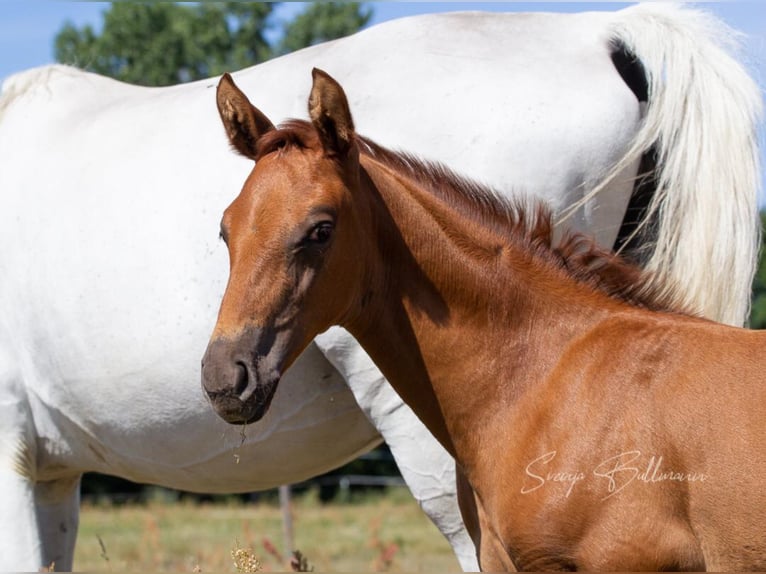 Niemiecki koń sportowy Klacz 4 lat 165 cm Kasztanowata in Am Mellensee
