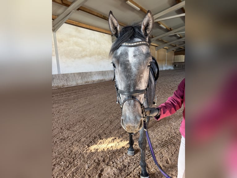Niemiecki koń sportowy Klacz 4 lat 165 cm Siwa jabłkowita in Aurach
