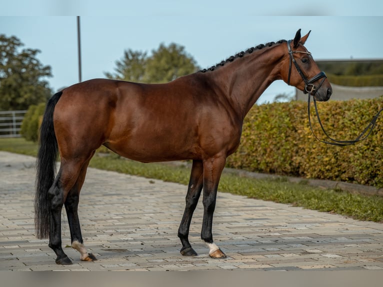 Niemiecki koń sportowy Klacz 4 lat 166 cm Gniada in Gomadingen