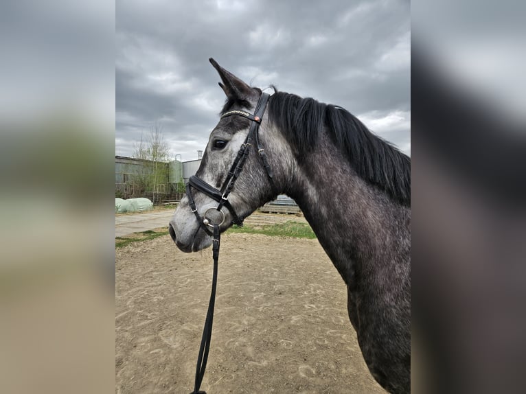 Niemiecki koń sportowy Klacz 4 lat 166 cm Siwa in Zeulenroda Triebes